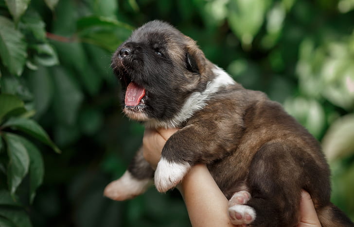 puppy, yawns, baby, HD wallpaper