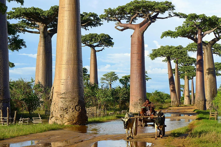 Pohon, Pohon Baobab, Wallpaper HD