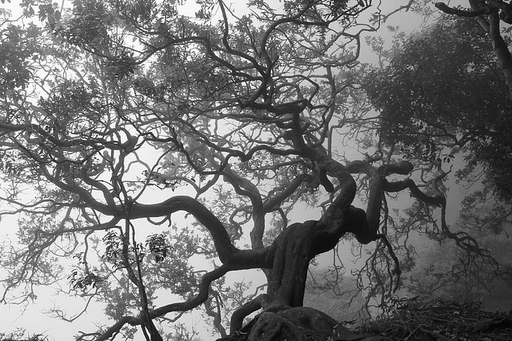 trees, monochrome, branch, nature, spooky, HD wallpaper