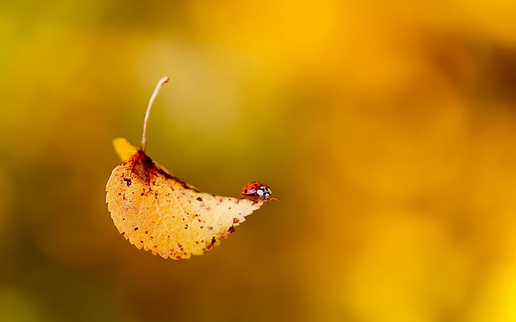 feuille beige et rouge, photo mise au point sélective de la chute des feuilles, macro, feuilles, coccinelles, bokeh, insecte, Fond d'écran HD