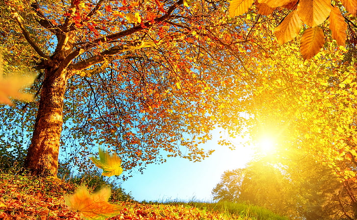 美しい秋の風景のHD壁紙、茶色の木、季節、秋、自然、美しい、黄色、風景、木、光、光線、葉、シーン、森、色、明るい、黄金、森、季節、秋、葉、梁、絵のような、 HDデスクトップの壁紙
