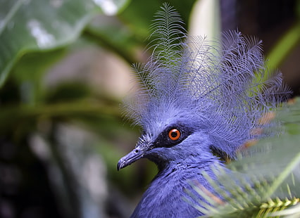 purple spiky hair bird, crowned pigeon, crowned pigeon, Blue Crowned Pigeon, purple, spiky hair, bird, exotic, red eyes, animal, feather, nature, wildlife, beak, blue, close-up, HD wallpaper HD wallpaper