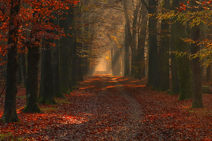 nature, landscape, photography, forest, path, red, leaves, fall, trees, sun rays, morning, sunlight, HD wallpaper