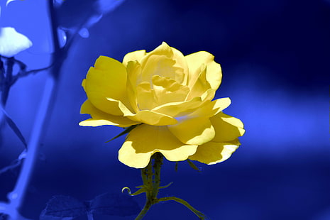 fotografi selektif bunga mawar kuning dengan latar belakang biru, mawar, mawar kuning, biru, selektif, fotografi, bunga, latar belakang, laut kuning, menakjubkan, muncul, cerah, alam, tanaman, daun bunga, kepala bunga, daun, keindahan di alam, Wallpaper HD HD wallpaper
