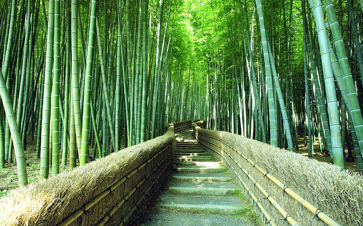 Bambú HD fondos de pantalla descarga gratuita | Wallpaperbetter