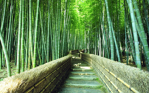 Bambus, Bambusowy Las, Zielony, Natura, Bambus, Bambusowy Las, Zieleń, Natura, Tapety HD HD wallpaper