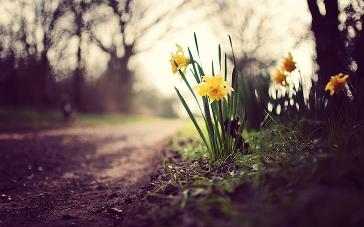 Yellow daffodils, flowers, grass, ground, path, Yellow, Daffodils, Flowers, Grass, Ground, Path, HD wallpaper