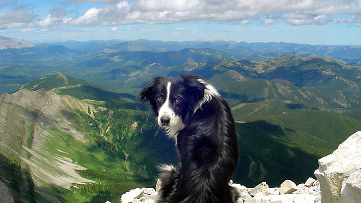 犬の丘、ボーダーコリー、風景、ペット、犬、羊飼いの犬、自然、子犬、ボーダーコリー、丘、動物、 HDデスクトップの壁紙