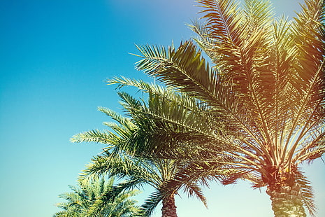 Palmy, drzewa, gałęzie, Tapety HD HD wallpaper