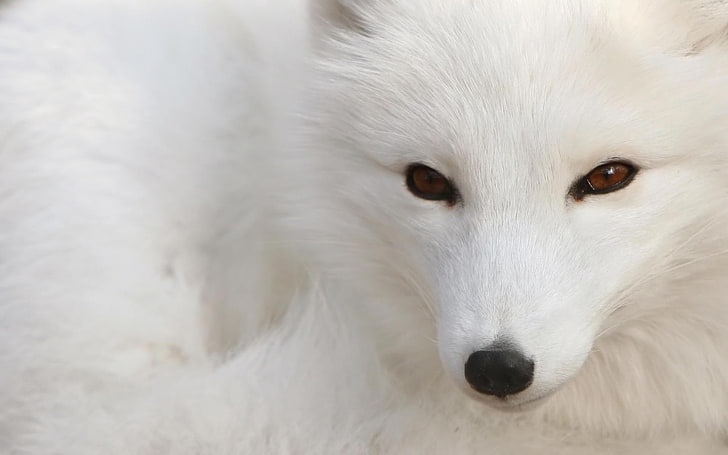 white fox, arctic fox, white, eyes, face, HD wallpaper