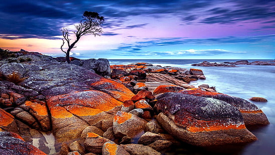 tasmania, australia, sea, rock, stones, tree, bay of fires, sky, amazing, landscape, scenery, HD wallpaper HD wallpaper