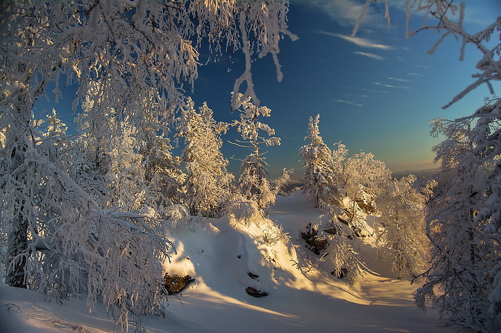 الشتاء والطبيعة والثلج والأشجار، خلفية HD