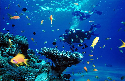 nurek, nurkowanie, ryby, ocean, nurkowanie, morze, pod wodą, Tapety HD HD wallpaper