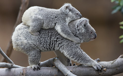 Koala HD, two gray koalas, animals, koala, HD wallpaper HD wallpaper
