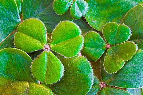 clover, green, holiday, ireland, irish, leaf, lucky, shamrocks, st paddys day, st patricks day, symbol, traditional, HD wallpaper HD wallpaper