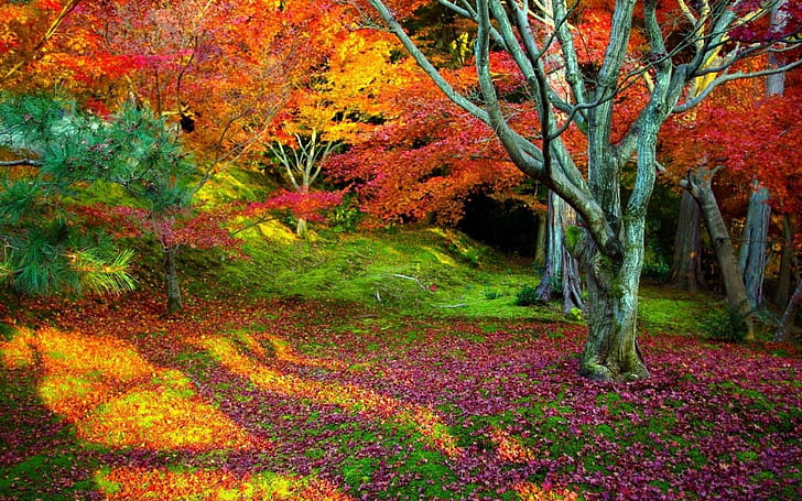 Fall Nature Backgrounds 32337 Hd Wallpapers, HD wallpaper