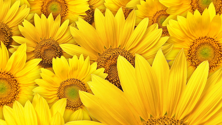 sunflower, yellow, flower, plant, petal, summer, blossom, sun, garden, bright, flora, bloom, agriculture, floral, seed, leaf, vibrant, botany, petals, pollen, spring, field, color, sunny, colorful, rural, close, flowers, sky, closeup, growth, head, natural, season, sunflowers, seeds, orange, sunlight, stem, single, HD wallpaper