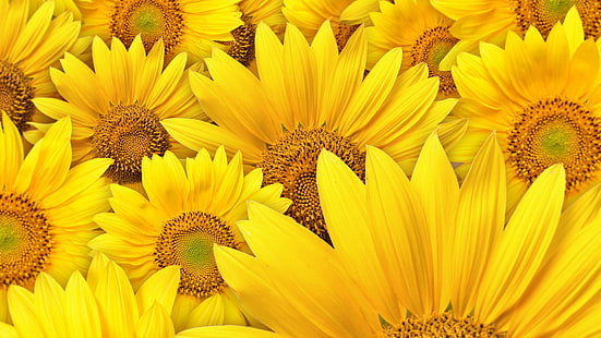 sunflower, yellow, flower, plant, petal, summer, blossom, sun, garden, bright, flora, bloom, agriculture, floral, seed, leaf, vibrant, botany, petals, pollen, spring, field, color, sunny, colorful, rural, close, flowers, sky, closeup, growth, head, natural, season, sunflowers, seeds, orange, sunlight, stem, single, HD wallpaper HD wallpaper