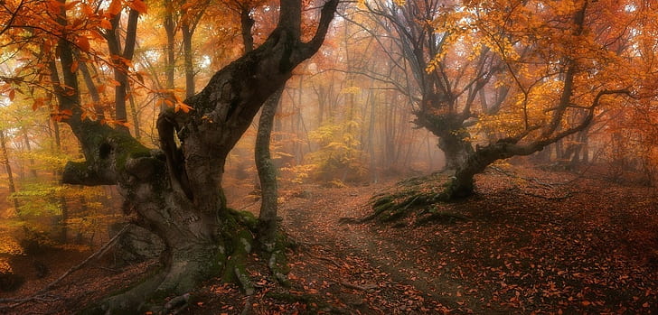 forest magic fall trees leaves mist path roots gold morning nature landscape, HD wallpaper