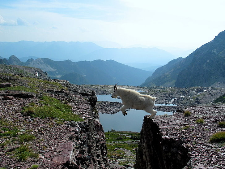 kambing gunung, Wallpaper HD