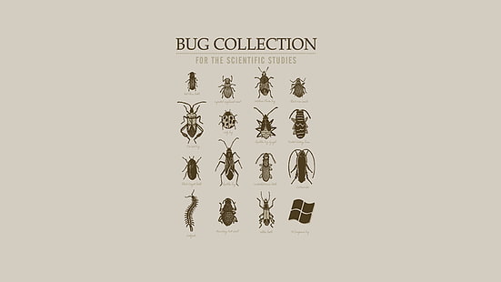 Insekt, Infografiken, Wissenschaft, Tiere, HD-Hintergrundbild HD wallpaper