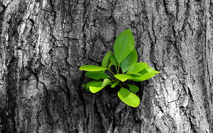 Leaves Plant Wood Tree Trunk Colorsplash HD, nature, tree, leaves, plant, wood, colorsplash, trunk, HD wallpaper