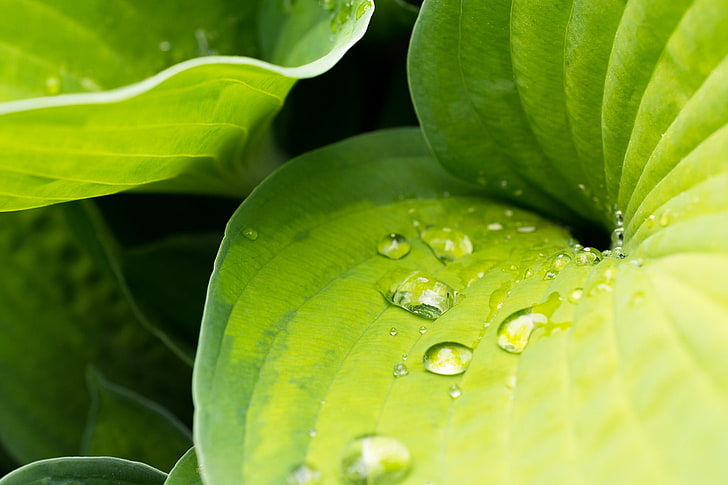 grüne Blätter, Pflanzen, Natur, Blätter, Wassertropfen, Makro, HD-Hintergrundbild