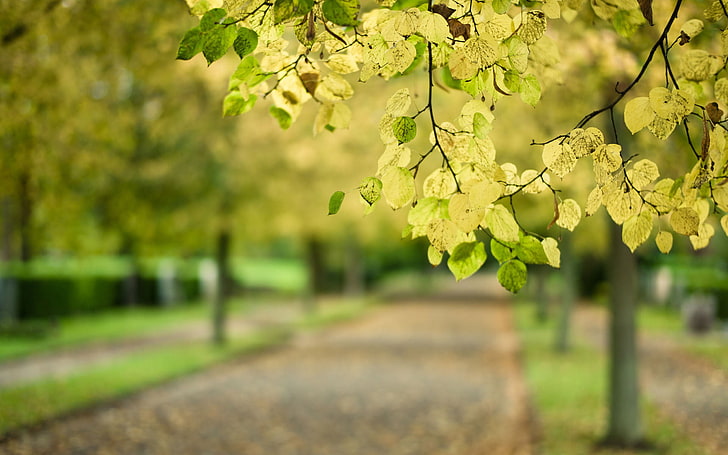 зеленое лиственное дерево, дорога, осень, листья, макро, парк, дерево, ветка, размытость, HD обои