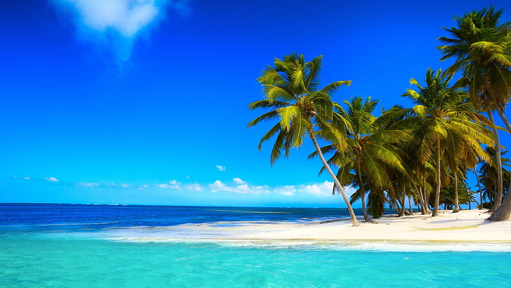 синий океан возле зеленых листьев кокосовых пальм под ясным голубым небом, пейзаж, природа, тропика, пальмы, море, HD обои