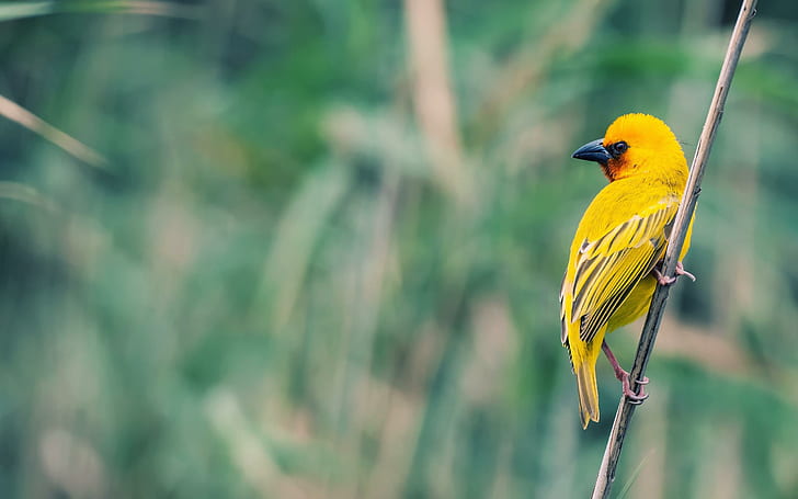 Petit oiseau jaune, oiseau à plumes jaune, animaux, 2560x1600, oiseau, Fond d'écran HD