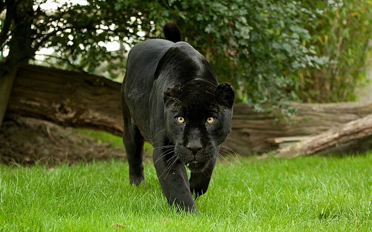Gatos, Pantera Negra, HD papel de parede