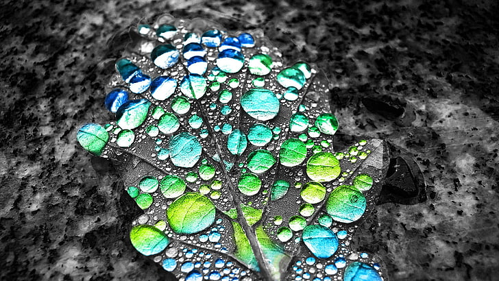 coloração seletiva, gotas de água, folhas, HD papel de parede