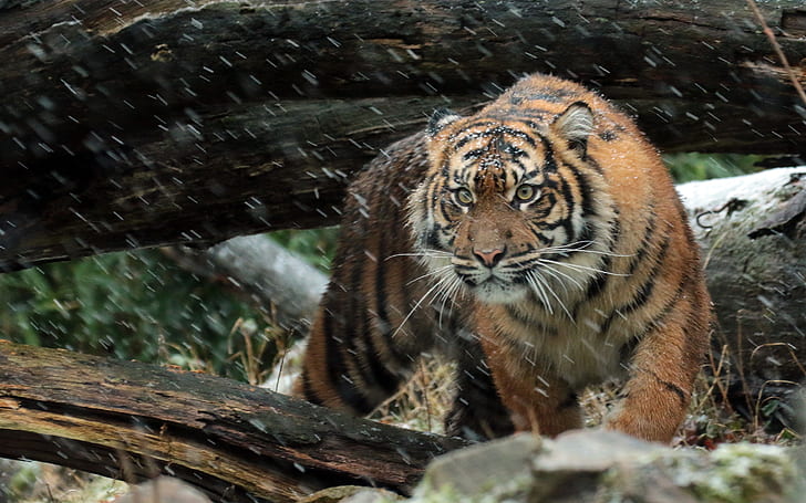 Wild Sumatran Tiger 4K, Tiger, Wild, Sumatran, วอลล์เปเปอร์ HD