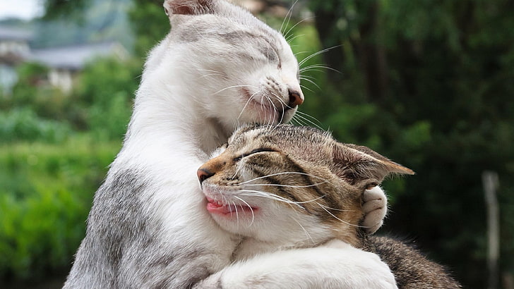 กอดแมวกอดแมวกอดคู่หนวดช่วงเวลาแมวบ้านขนแมวขนสั้น, วอลล์เปเปอร์ HD