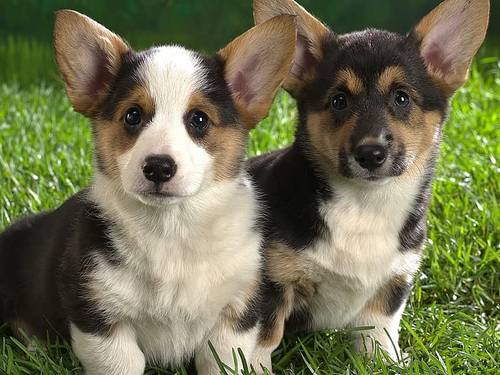Lancashire Heeler, due cani marrone bianco e nero a pelo corto, cucciolo, lancashire heeler, dolce, erba, coppia, razza, animali, Sfondo HD