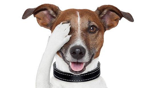 dog breed, dog, jack russell terrier, jack russell, terrier, funny, pet, paw, HD wallpaper HD wallpaper