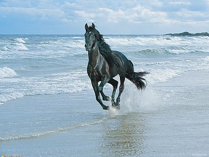 черный конь, конь, пляж, бег, песок, брызги, HD обои HD wallpaper