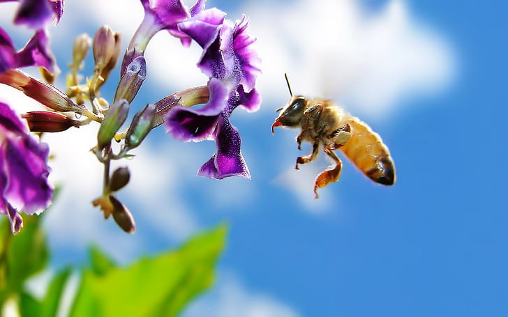 animals, insect, bees, flowers, purple flowers, macro, HD wallpaper
