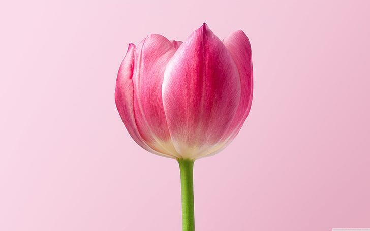 ดอกทิวลิปสีชมพูดอกเดียวในฤดูใบไม้ผลิ, วอลล์เปเปอร์ HD