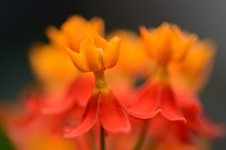 grunt fokusfotografering av en röd och orange blomma, färgrik, bokeh, grunt fokus, fotografering, orange blomma, orange röd, Nikon D5100, natur, blomma, växt, gul, närbild, kronblad, skönhet I naturen, blommahuvud, HD tapet