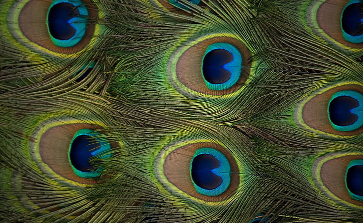 Plumas de pavo real, plumas de pavo real, animales, pájaros, plumas, pavo real, Fondo de pantalla HD