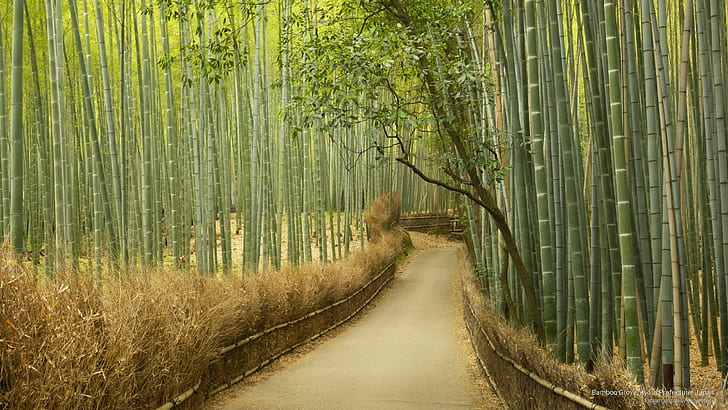 Bamboo Grove, Kyoto Prefecture, Japan, Asia, HD wallpaper