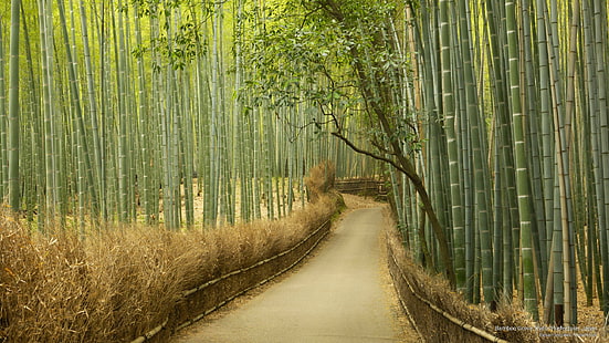 Bamboo Grove, Kyoto Prefecture, Japan, Asia, HD wallpaper HD wallpaper
