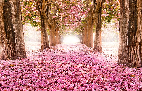 fiori di ciliegio rosa, strada, alberi, fiori, natura, parco, Sakura, rosa, vicolo, fioritura, Sfondo HD HD wallpaper