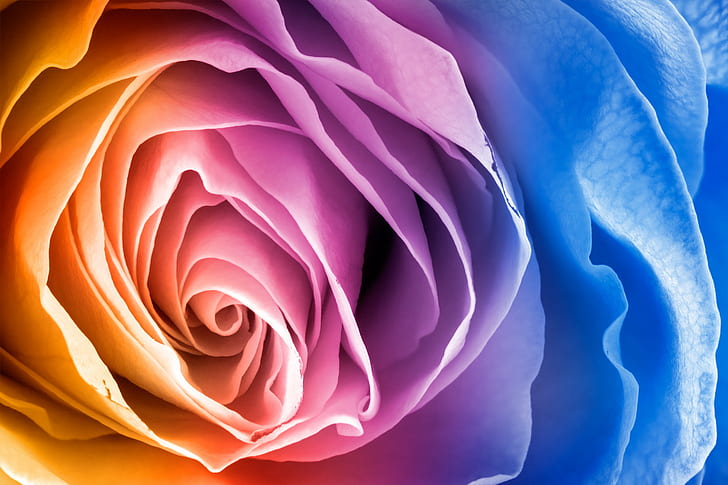 сине-розовый кластер цветок фото, роза, роза, Роза, Макрос, HDR, синий, кластер, цветок, фото, флора, лепесток, текстура, текстурированная, фон, фон, чистый, чистота, красота, красивый, великолепный, элегантный, элегантностьпричудливый, нежный, природа, естественный, завиток, кривая, водоворот, круглый, крупный план, близкий, крупный план, фокус, фокус, тень, тени, тень, тени, подсветка, основные моменты, контраст, сюрреалистический, оранжевый, пурпурный, Фиолетовый, Фиолетовый синий, Голубой, Черно белая радуга, яркий, Фото, фотография, фотография, изображение, картинка, высокая, res, разрешение, качество, ca, стола, Роза - Цветок, красота в природе, Завод, HD обои