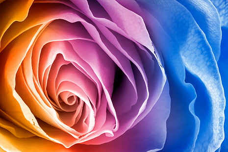 blue and pink cluster flower photo, rose, rose, Rose, Macro, HDR, blue, cluster, flower, photo, flora, petal, texture, textured, backdrop, background, pure, purity, beauty, beautiful, gorgeous, elegant, elegance, fancy, delicate, nature, natural, curl, curve, swirl, round, close-up, up  close, close  up, focus, focal, shade, shades, shadow, shadows, highlight, highlights, contrast, surreal, orange, magenta, violet, purple  blue, cyan, black  white  rainbow, vivid, stock  photo, photograph, photography, image, picture, high, res, resolution, quality, ca, backgrounds, rose - Flower, beauty In Nature, plant, HD wallpaper HD wallpaper