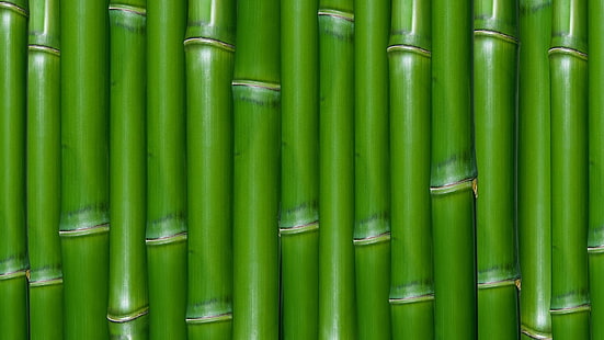 бамбук, HD обои HD wallpaper
