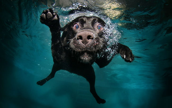 podwodne, pies, zwierzęta, Tapety HD