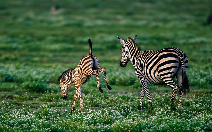 Zwierzę, Zebra, Baby Animal, Źrebię, Dzika przyroda, Tapety HD