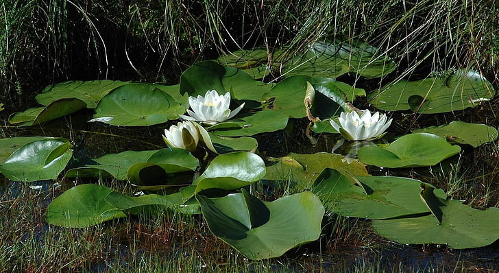 white lily flower, lilies, leaves, water, grass, swamp, HD wallpaper